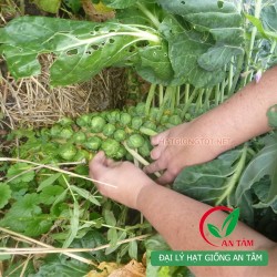 Hạt giống bắp cải tí hon
