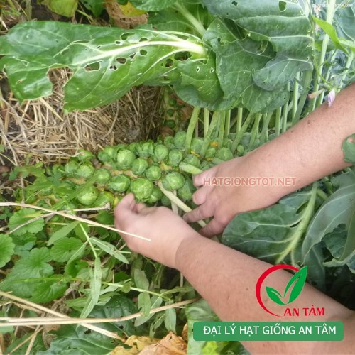 Hạt giống bắp cải tí hon