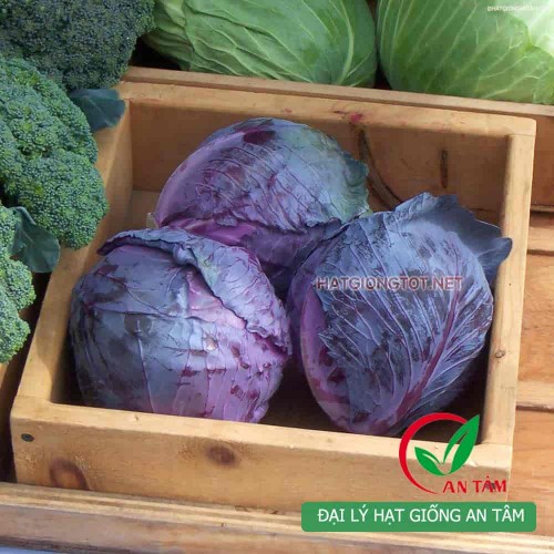 Hạt giống bắp cải tím