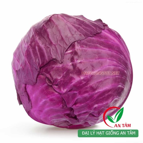 Hạt giống bắp cải tím