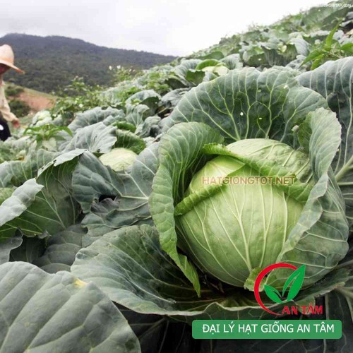 Hạt giống bắp cải xanh chịu nhiệt