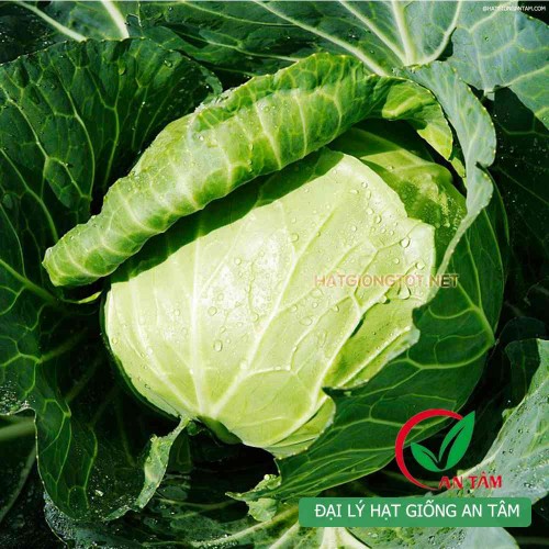 Hạt giống bắp cải xanh chịu nhiệt