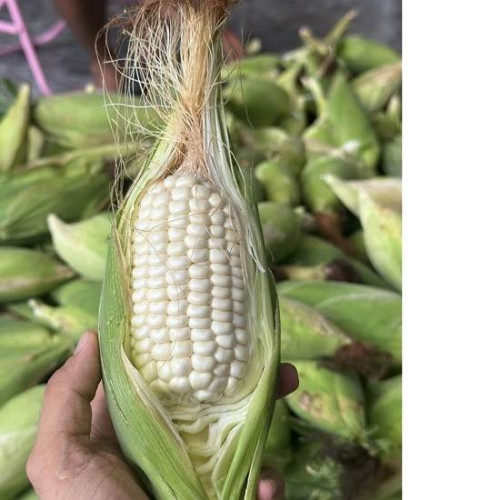 Hạt giống bắp nếp nù sữa dẻo ngọt