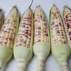 Hạt giống bắp nếp tím Thái Hồng f1