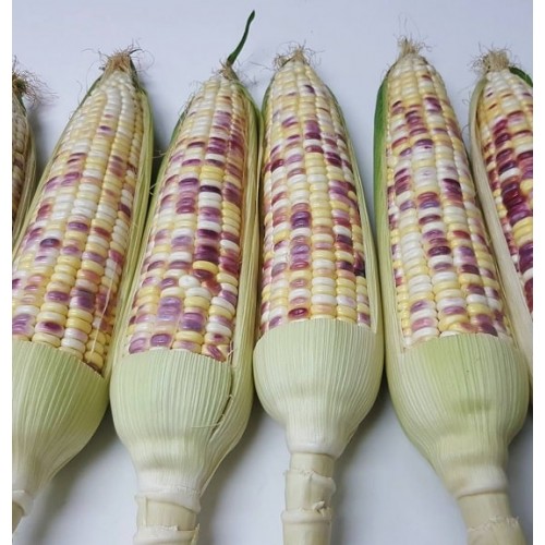 Hạt giống bắp nếp tím Thái Hồng f1