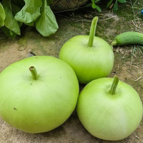 Hạt giống bầu hương quả tròn