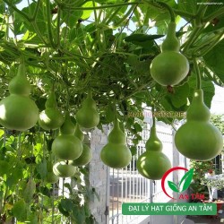 Hạt giống bầu hồ lô Hạt giống bầu hồ lô