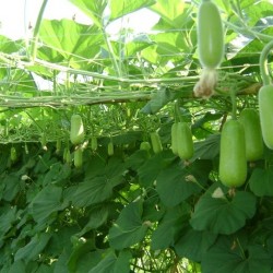 Hạt giống bầu lai F1