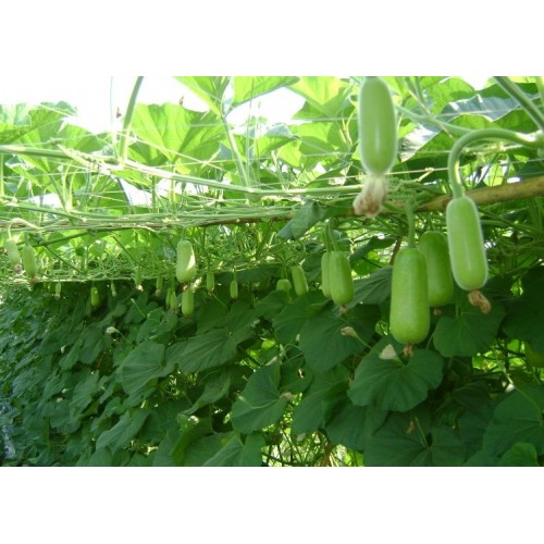 Hạt giống bầu lai F1