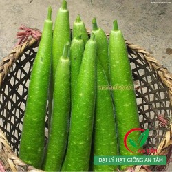 Hạt giống bầu sao (bầu quê)