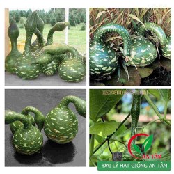 Hạt giống bầu thiên nga Hạt giống bầu thiên nga