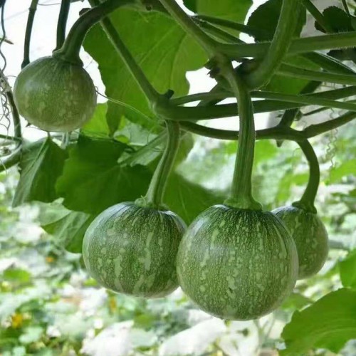 Hạt giống bí ngô bao tử