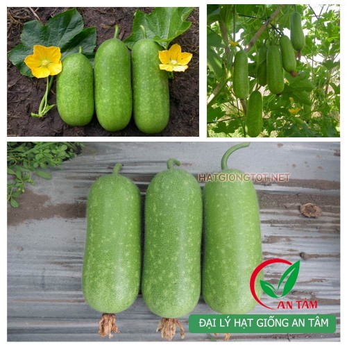 Hạt giống bí đao chanh