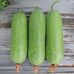 Hạt giống bí đao chanh