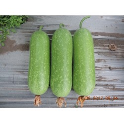 Hạt giống bí đao chanh Hạt giống bí đao chanh