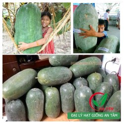 Hạt giống bí đao khổng lồ bình định Hạt giống bí đao khổng lồ bình định