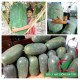 hạt giống bí đao khổng lồ