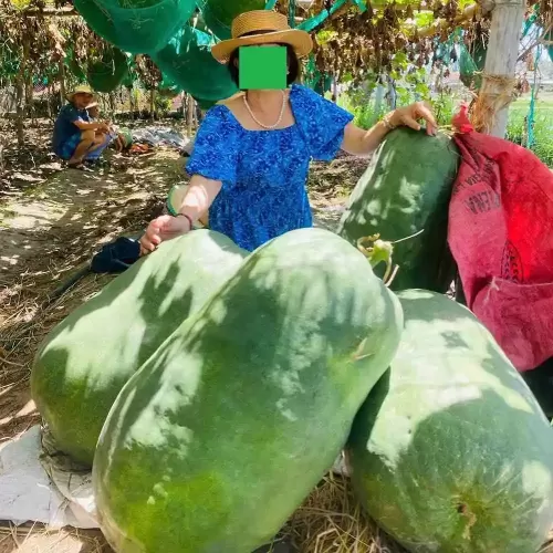 hạt giống bí đao khổng lồ