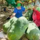 hạt giống bí đao khổng lồ
