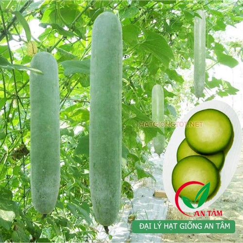 Hạt giống bí đao xanh(bí sặt)
