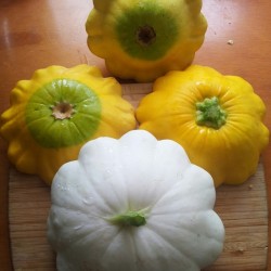 Hạt giống bí ngòi đĩa bay mix màu