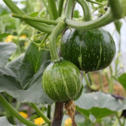 Hạt giống bí ngô bao tử Hạt giống bí ngô bao tử