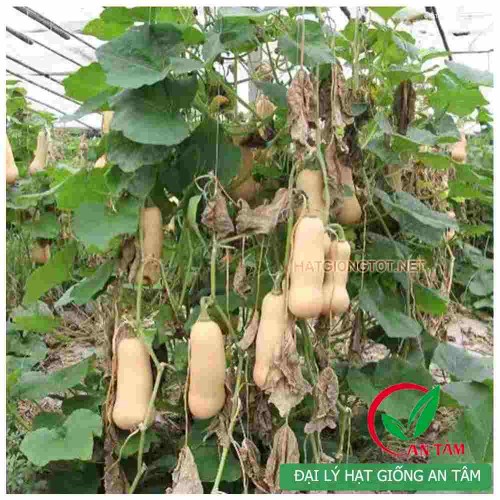 Hạt giống bí đỏ hạt đậu vỏ sáp