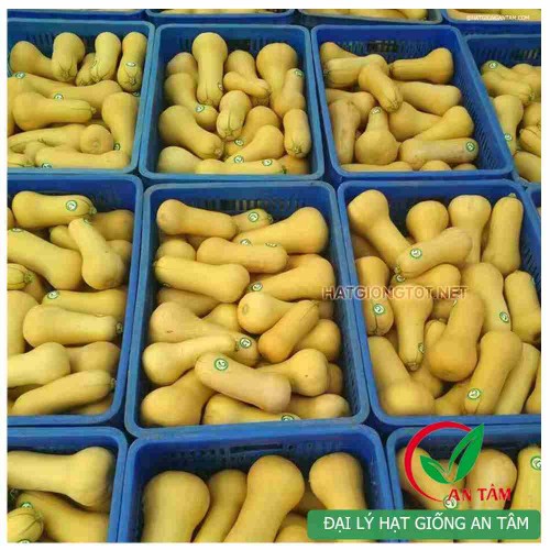 Hạt giống bí đỏ hạt đậu vỏ sáp