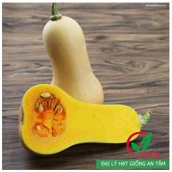 Hạt giống bí đỏ hạt đậu vỏ sáp