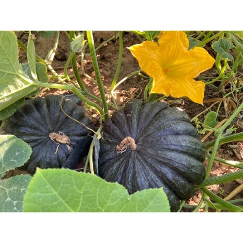Hạt giống bí đỏ da cóc