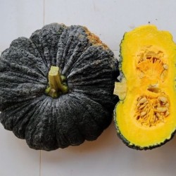 Hạt giống bí đỏ da cóc