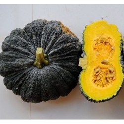 Hạt giống bí đỏ da cóc