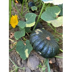 Hạt giống bí đỏ da cóc