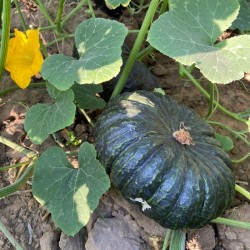 Hạt giống bí đỏ da cóc