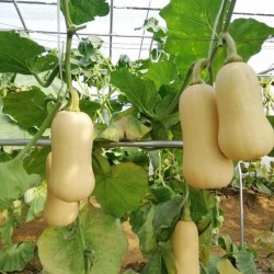 Hạt giống bí đỏ hạt đậu vỏ sáp