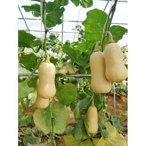 Hạt giống bí đỏ hạt đậu vỏ sáp