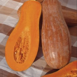 Hạt giống bí đỏ hồ lô F1 Hạt giống bí đỏ hồ lô F1