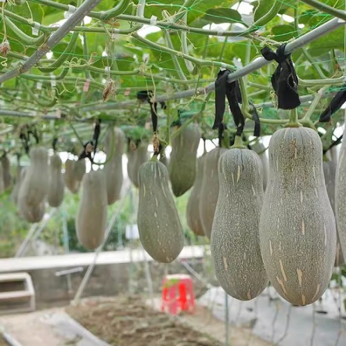 Hạt giống bí đỏ hồ lô F1