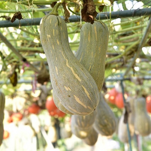 Hạt giống bí đỏ hồ lô F1