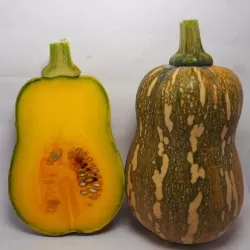 Hạt giống bí hồ lô hạt đậu 