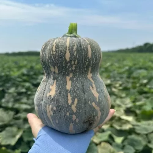 hạt giống bí hồ lô