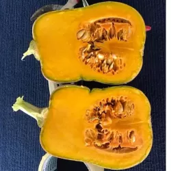 Hạt giống bí hồ lô hạt đậu 