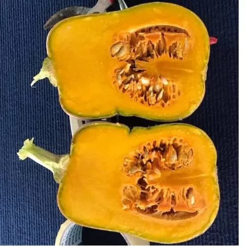 hạt giống bí hồ lô