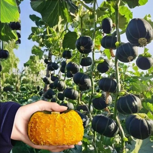 Hạt giống bí hạt dẻ Nhật