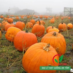 Hạt giống bí đỏ khổng lồ