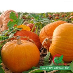 Hạt giống bí đỏ khổng lồ