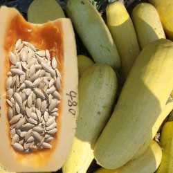 Hạt giống bí ngô siêu hạt F1