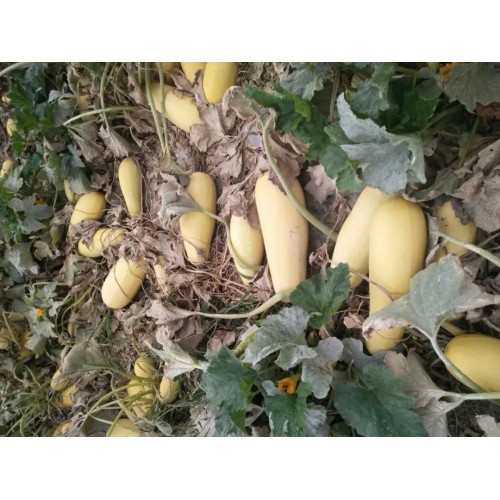Hạt giống bí ngô siêu hạt F1