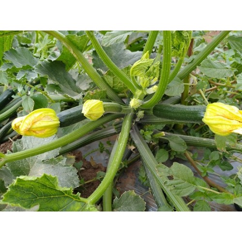 Hạt giống bí ngòi xanh f1