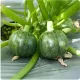Hạt giống bí ngòi xanh quả tròn
